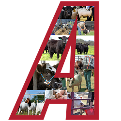 Featured Livestock Categories Image